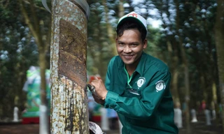 Video toàn cảnh Hội thi Bàn tay vàng thu hoạch mủ cao su năm 2024