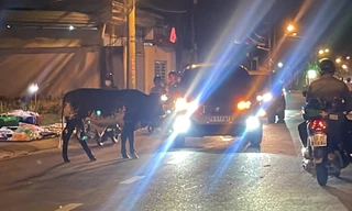 Gia súc 'nghênh ngang' giữa phố ở TPHCM