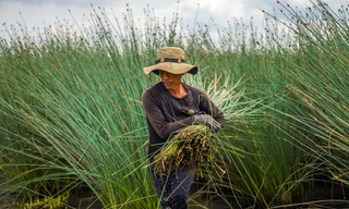Giống cỏ dễ trồng, cho thu nhập hàng trăm triệu đồng