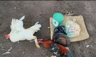 Triệt phá hai trường gà quy mô ở Long An