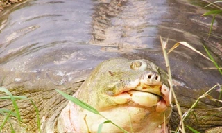 Rùa Hồ Gươm không cùng loài với rùa Đồng Mô