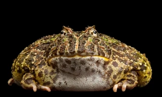 Loài ếch nào miệng chiếm 2/3 cơ thể, ăn thịt hung dữ?