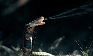 Rắn biết cách sử dụng nhiệt từ các sinh vật chúng đang săn