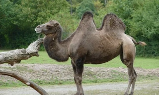  Không phải là nước, vậy bướu trên lưng lạc đà là gì?