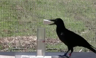 1001 thắc mắc: Quạ là loài chim thông minh nhưng thù dai nhất hành tinh? ​