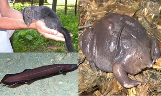 1001 thắc mắc: Những loài vật nào tuyệt chủng hàng triệu năm bỗng 'đội mồ sống dậy'?