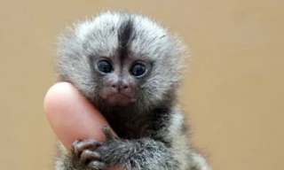 200 triệu đồng một chú khỉ tí hon biết 'buôn dưa lê'