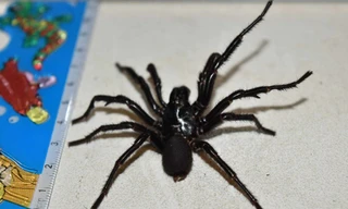 Nhện lưới phễu là loài đặc hữu ở Úc. (Ảnh: BBC)