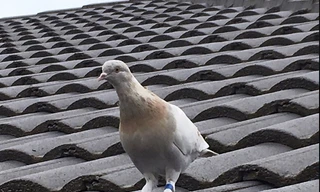 Chú chim bồ câu được đặt tên là Joe. (Ảnh: AP)