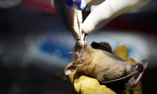 Các nhà nghiên cứu Campuchia lấy mẫu dịch họng từ dơi để tìm virus corona. (Ảnh: Reuters) 