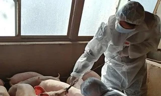 Trung Quốc đang nâng cao các biện pháp bảo vệ đàn lợn trước những biện truyền nhiễm nguy hiểm
