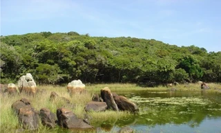 Trong vườn quốc gia Núi Chúa ở tỉnh Ninh Thuận