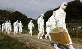 Các nhân viên thú y xử lý một ổ dịch cúm gia cầm ở miền bắc Nhật Bản năm 2020. (Ảnh: Reuters)