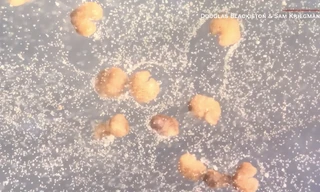 Hình ảnh các xenobot có thể tự nhân bản