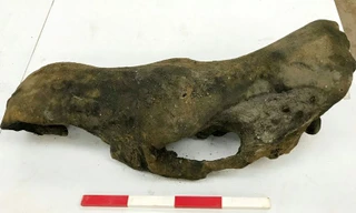 Những gì còn lại của một con voi ma mút vừa được tìm thấy ở Anh.