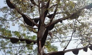 Kỳ lạ cây gạo có gần 60 đàn ong mật làm tổ ở Nghệ An