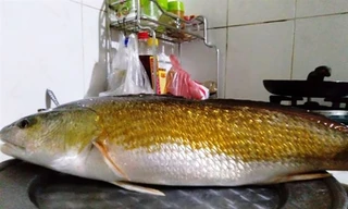 Trong lúc đánh bắt cá bằng câu ở khu vực cảng biển Chân Mây anh Quý bắt được cá nghi sủ vàng.