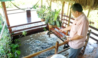 Mỗi ngày ông Cường tốn từ 300.000 – 500.000 đồng tiền thức ăn để nuôi cá tra thiên nhiên.