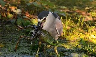 Một chú ếch không may rơi vào chiếc mỏ của con diệc háu ăn.