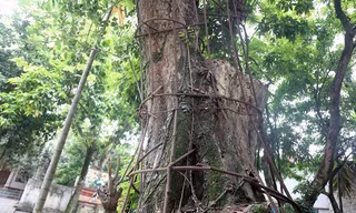 Cây sưa đỏ nằm trong khuôn viên chùa Phụ Chính.