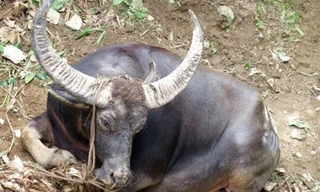 Hai con trâu húc chủ tử vong