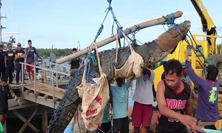 Cá sấu ăn thịt người nặng nửa tấn mắc bẫy