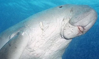 Tìm thấy hóa thạch bò biển 20 triệu năm tuổi