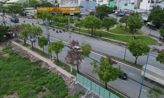 Nguyên nhân hàng loạt cây xanh chết khô ở TPHCM