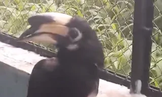 Chim thuộc hàng nguy cấp quý hiếm bay lạc vào quán cà phê ở TPHCM