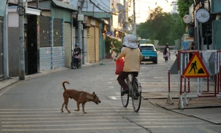 Bệnh dại bùng phát nhiều nơi, chó không rọ mõm vẫn 'tung tăng' trên phố ở TPHCM