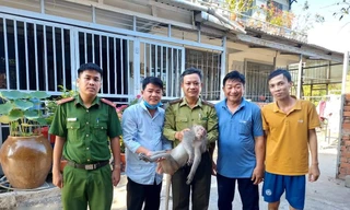 Bắt con khỉ ‘đại náo’ khu dân cư, cắn chết chó ở TPHCM 