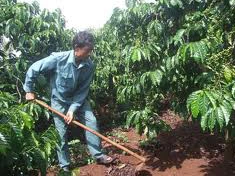 Tây Nguyên: 20.000 hộ thiếu đất sản xuất