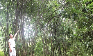 Anh Quách Hưng Thịnh giới thiệu về vườn cò.