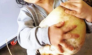 Trồng thành công giống củ cải nặng 5,5 kg