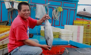 Chuyến biển bao Tết của ngư dân miền Trung trúng đậm cá ngừ, loại từ 2kg trở lên. Ảnh: Thanh Trần