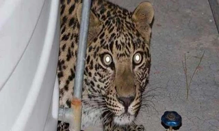 Hoảng hồn thấy con báo trong phòng ngủ