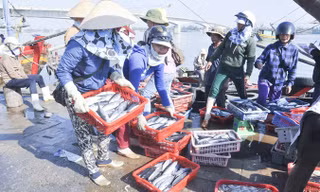 Cá biển vào Cảng cá Cửa Việt.