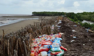 Một đoạn đê vỡ được gia cố bằng cừ tràm và bao đất.Ảnh: Xuân Lương