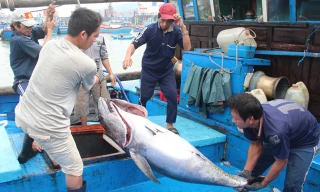 Giá cá ngừ đại dương thấp hơn so với trước tết khiến nhiều ngư dân hụt hẫng sau chuyến mở biển đầu năm. Ảnh: H. Văn