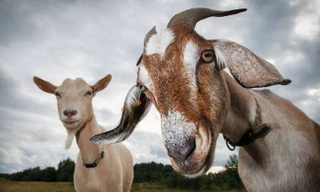 Ứng viên mới cho danh hiệu “Bạn của con người”