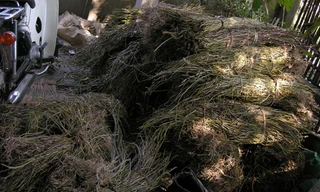 Lan rừng được đầu nậu tập kết để bán cho thương lái dưới xuôi