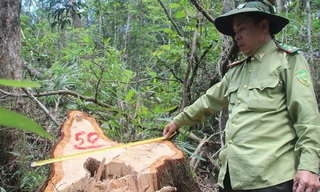 Hiện trường vụ phá rừng. Ảnh H. Văn