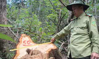 Hiện trường vụ phá rừng. Ảnh H. Văn