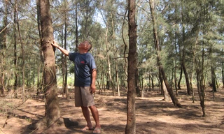 Nhiều cây phi lao đã đến tuổi thu hoạch nhưng ông Lán không nỡ chặt