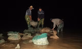 Người dân thu lượm ngao chết.