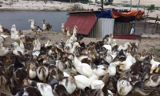 Trang trại nuôi heo rừng, vịt biển… của Giáp.