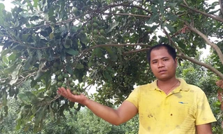 Trung Quốc đang phát triển nóng cây mắc ca và các chuyên gia cũng cảnh báo từng có cảnh “người chặt trước mặt người trồng”. Ảnh: Phạm Anh