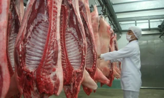 Thịt lợn tìm “lối thoát” sang thị trường Nhật, Hàn Quốc