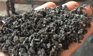 Hé lộ động cơ nhuộm phế phẩm cà phê với pin