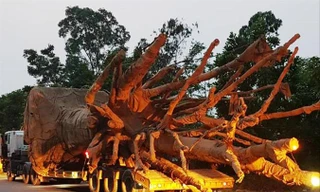 Sau khi đi qua nhiều tỉnh, thành, đoàn xe “quái thú” gồm 3 chiếc tải hạng nặng đã bị lực lượng CSGT TT-Huế phát hiện, xử lý và yêu cầu tạm dừng lưu thông.